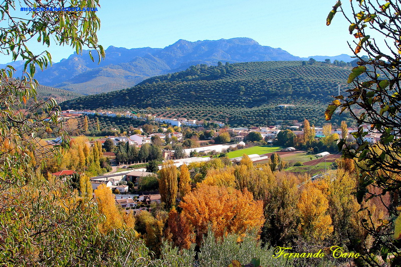 Agro las villas, Tu centro de confianza para el cuidado de tus olivos